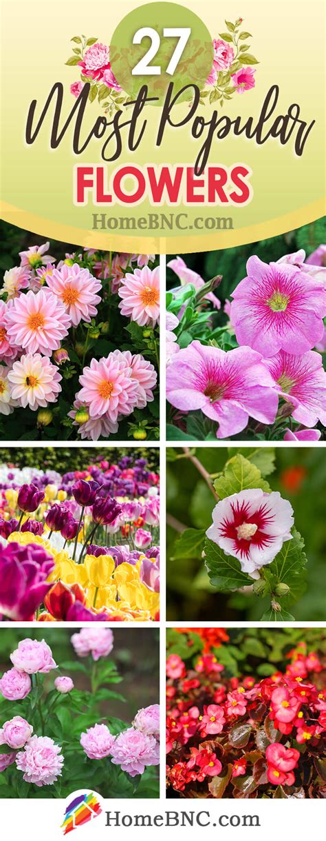 27 Popular Flowers To Plant For A Garden That Is Always In Bloom In 2023