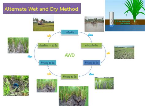 Precision Agriculture For Rice Production In Thailand FFTC