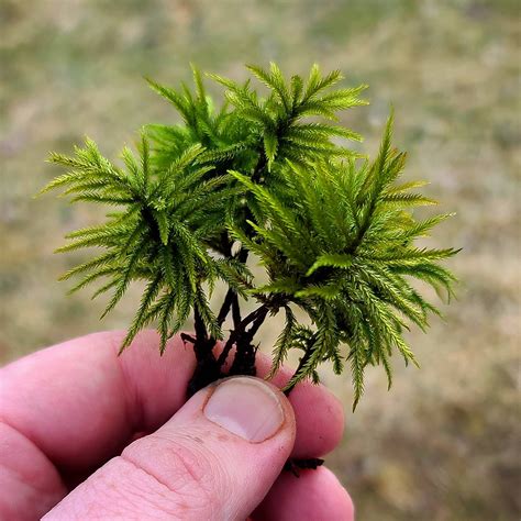 Tree Moss (Climacium Americanum / Dendroides) Rare Live Moss for