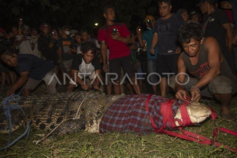 Buaya Berkalung Ban Bekas Berhasil Dibebaskan Antara Foto