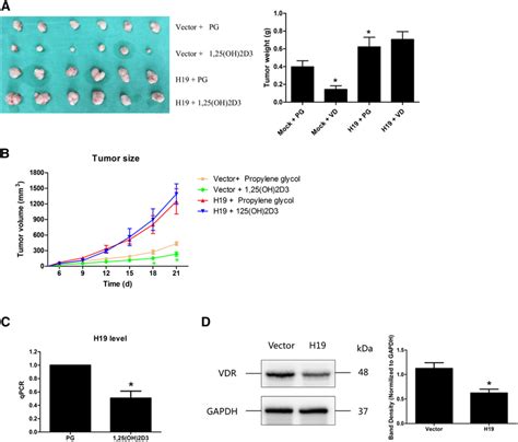 H Overexpression Induced Resistance To The Treatment With Oh D