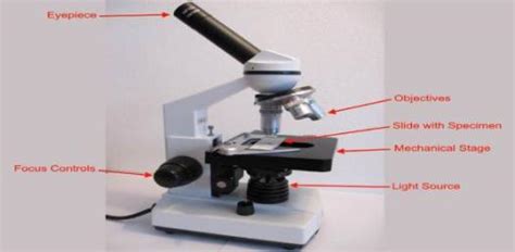 Ultimate Quiz On Microscope Parts And Functions! - ProProfs Quiz