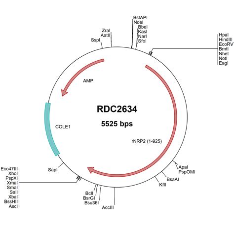 Rat Neuropilin Np Versaclone Cdna