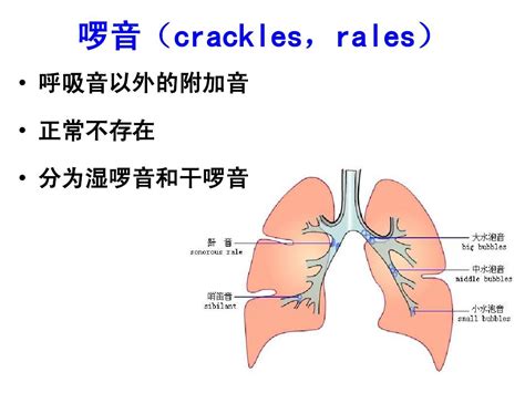 呼吸系统的解剖生理及肺部听诊word文档在线阅读与下载无忧文档