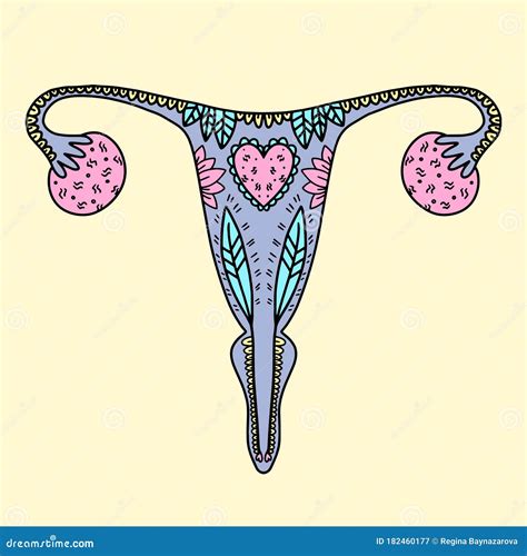 Illustration Of The Female Reproductive System Stock Vector