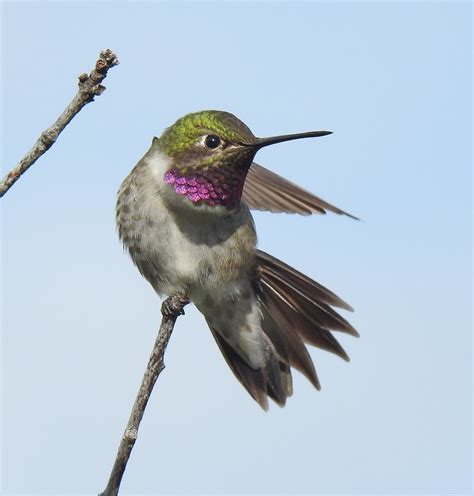 Black Chinned X Broad Tailed Hummingbird Hybrid Ebird