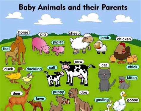 Teaching & Learning: Baby Animals and their Parents