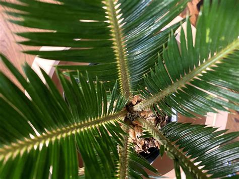 How To Deal With Common Sago Palm Pests Diseases