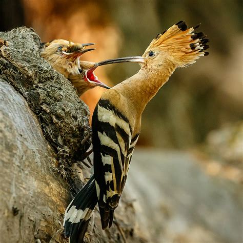 Wildlife of the Danube Delta | St Ives Photographic Club