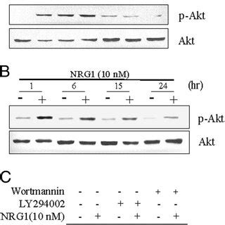 Overexpression Of A Constitutively Active Form Of Akt Ca Akt