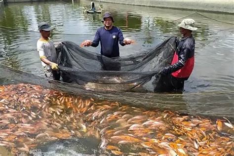 Jenis Ikan Air Tawar Yang Mudah Dibudidaya Dan Menguntungkan