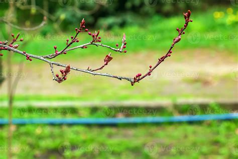 Prunus Cerasifera Pissardii Tree Blossom With Pink Flowers Spring Twig