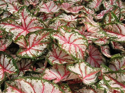 3840x2160px | free download | HD wallpaper: caladium, flowers ...