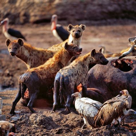 Hyena Eating stock image. Image of natural, african, kenya - 14285783