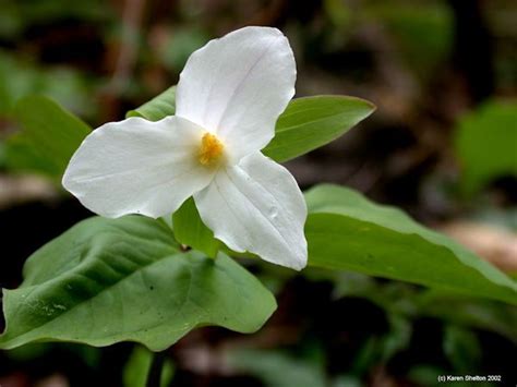 Trilliums Medicinal Uses Herbalism Medicinal Plants Healing Plants