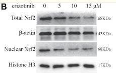 Histone H Antibody Affinity Biosciences