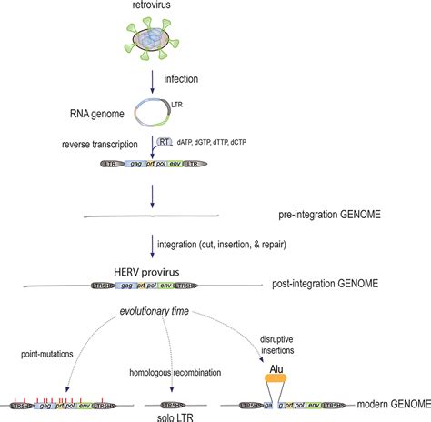 Frontiers How Retroviruses And Retrotransposons In Our Genome May