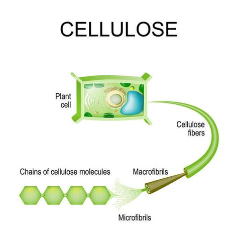 Discover the Surprising Health Benefits of Cellulose