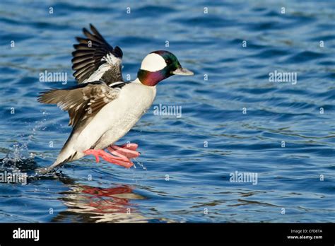 Bufflehead Flying Stock Photos Bufflehead Flying Stock Images Alamy