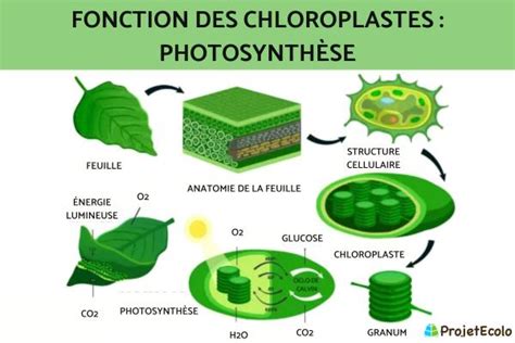 Chloroplaste définition schéma et fonction Qu est ce qu un