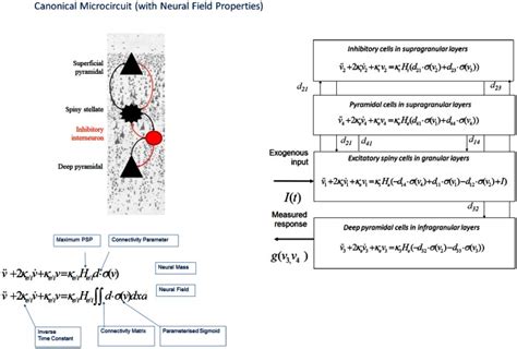 Canonical Microcircuit Neural Field Model Cmc This Figure Shows The