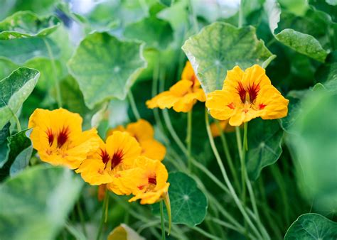 Nasturtium Seed Varieties