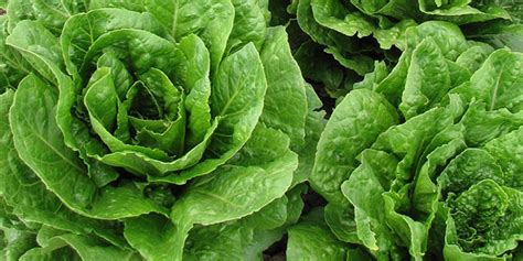 La laitue romaine une salade un peu oubliée plantation et culture au