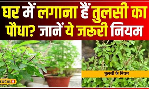 Tulsi Upay घर में लगाना चाहते है तुलसी का पौधा तो एक्सपर्ट से जान लिजिए ये जरूरी नियम Local18