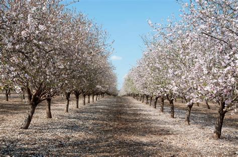 An Almond Farm Investment Can Give You A Lifetime Of Profits