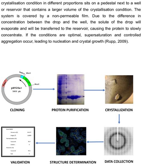 Main Steps For Protein Structure Determination Using X Ray