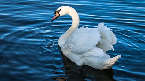 Fonds D Ecran X Oiseau Cygnes Eau Animaux T L Charger Photo