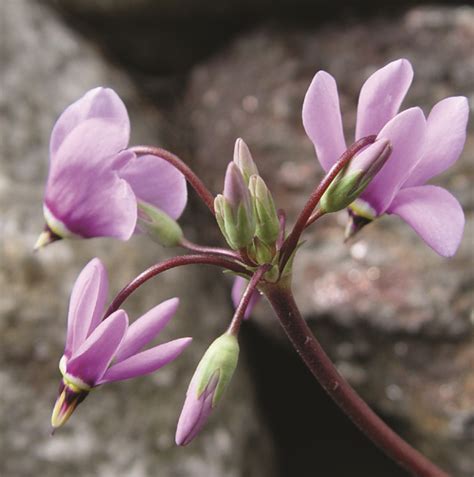 Dodecatheon Meadia Van Berkum Nursery