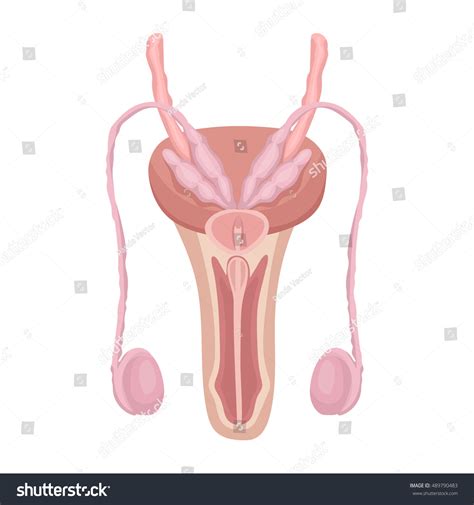 Male Reproductive System Icon Cartoon Style Stock Vector Royalty Free