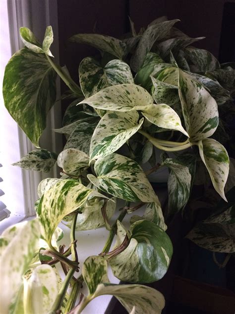 Marble Queen Pothos Plant - Stunning Green and White Foliage