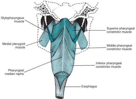 Soft Palate, Pharynx, & Larynx Flashcards | Quizlet 