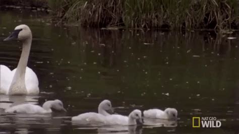 Swan-swimming GIFs - Get the best GIF on GIPHY