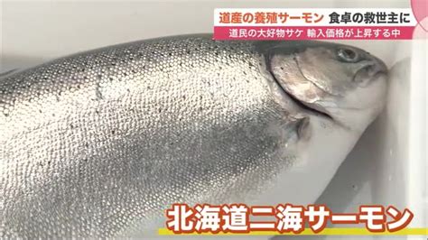 北海道初 道産養殖サーモン登場！ロシアのウクライナ侵攻・円安でサケマスの輸入価格が上昇するなか大注目 北海道ニュースuhb