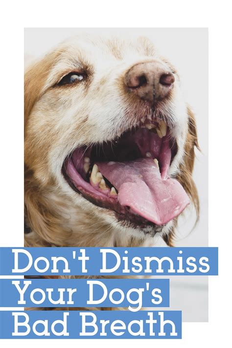 How to get rid of bad dog breath treatments and prevention – Artofit