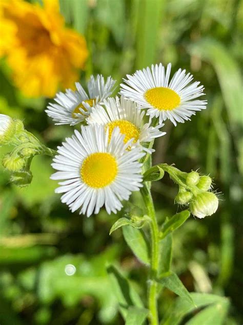 Erigeron Annuus Daisy Fleabane Prairie Moon Nursery