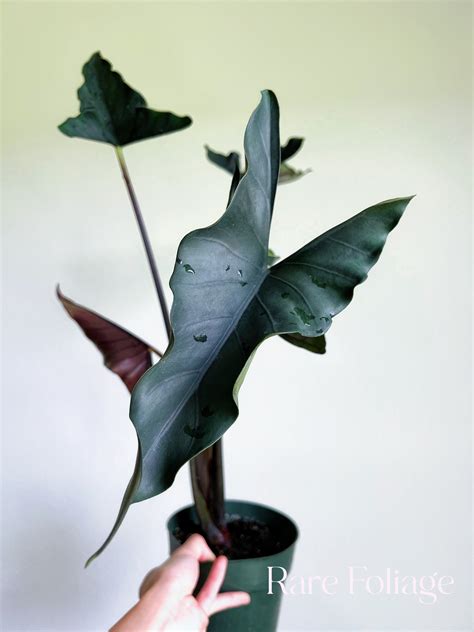 Alocasia Purple Cloak 6" Large – Rare Foliage Plant Co