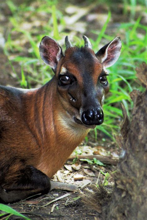 Cuatro De Los Seis Grandes Simios Est N A Un Paso De La Extinci N