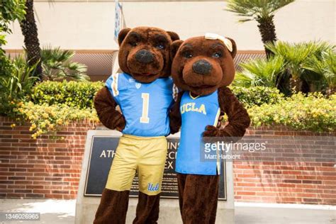 Bruin Mascot Photos And Premium High Res Pictures Getty Images