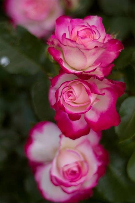 Pin By My Anh On 1 A File General Beautiful Rose Flowers Amazing