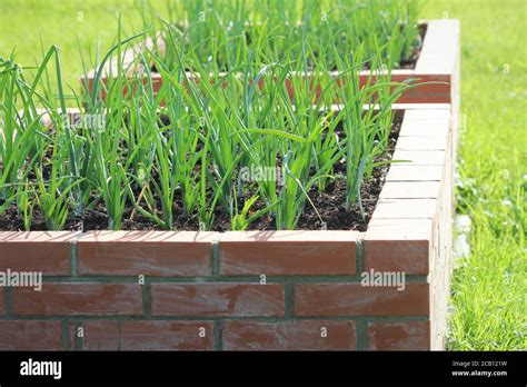 Raised bed gardening. Onions plant growing in garden Stock Photo - Alamy