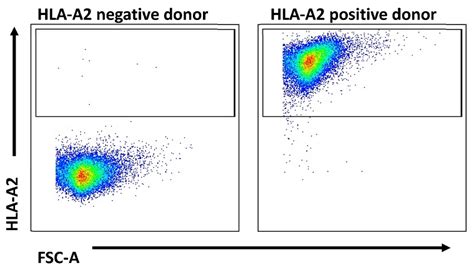 Hla Typing Of Pbmc Samples We Predicted Sox11 Peptides That Bind With Download Scientific