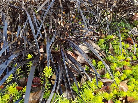 Black Mondo Grass Care Ophiopogon Planiscapus Nigrescens