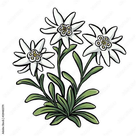 Edelweiss Stock Vector Adobe Stock