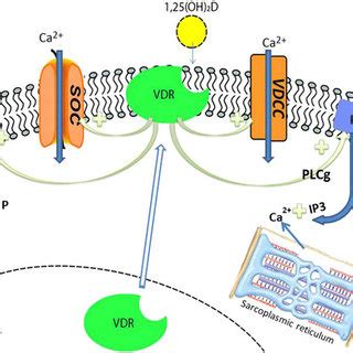 Sequential Regulation Of Epidermal Differentiation By 1 25 OH 2DVDR