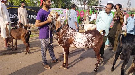 Wednesday Update Lahore Bakra Mandi Shahpur Kanjra Desi Chatre Turkey