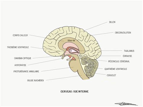 Cerveau Vue Interne Fiches Ide